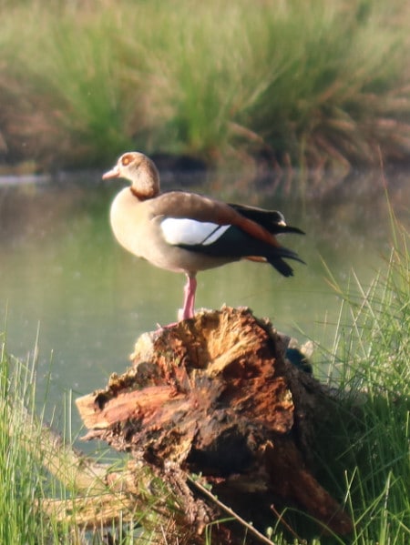 Nilgans