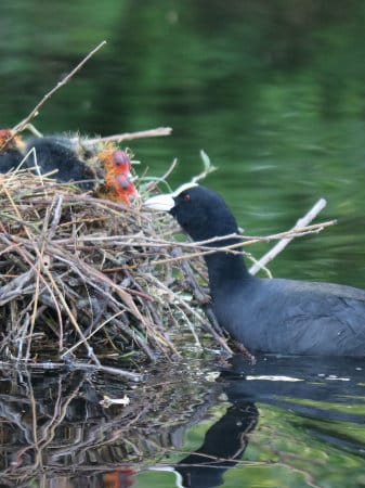 Naturparadies Niederrhein