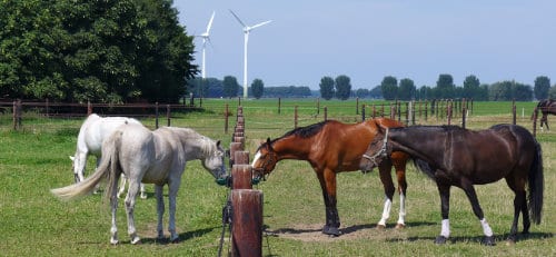 Pferdeweide am Niederrhein