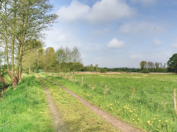 Wildkräuter am Niederrhein