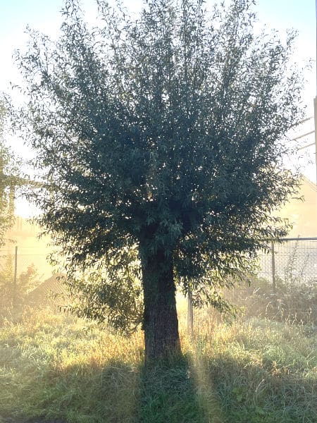 Kopfweide im Gegenlicht am Niederrhein Kopfweide im Gegenlicht am Niederrhein