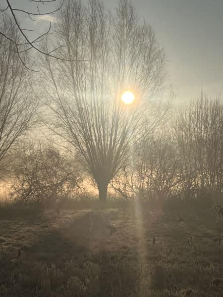 Kopfweide im Gegenlicht