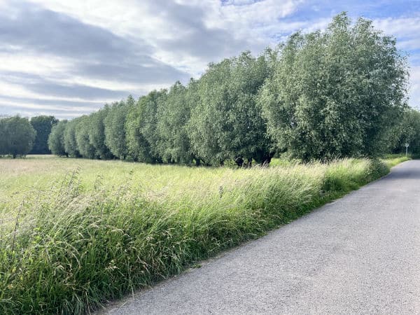 Kopfweiden im Sommer in voller Pracht