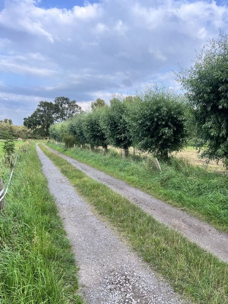 Niederrheinische Kopfweiden am Wegesrand Niederrheinische Kopfweiden am Wegesrand