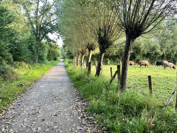 Weiden spenden Schatten